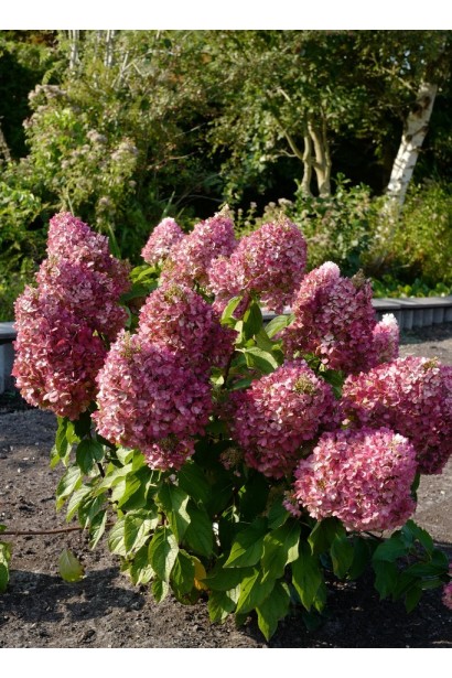 Гортензія волотиста Лівін Пінкі Проміс — приклад садового акценту